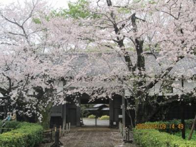 柏市の花野井・旧吉田家住宅歴史公園・染井吉野・2024年
