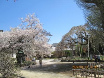 流山市の名都借・清瀧院・枝垂れ桜・染井吉野・2023年4月