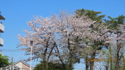 西鶴ケ岡公園の桜