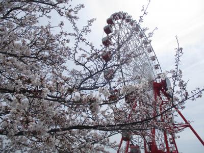 2024年4月　桜（鈴鹿サーキット）