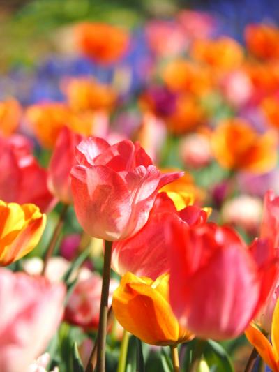 昭和記念公園チューリップと桜の園