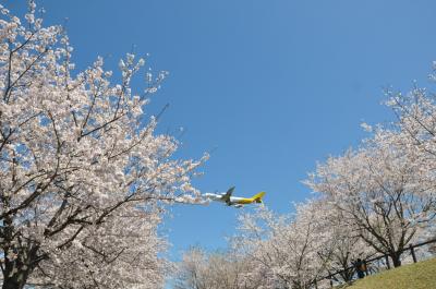 成田市さくらの山～満開の桜の中で～