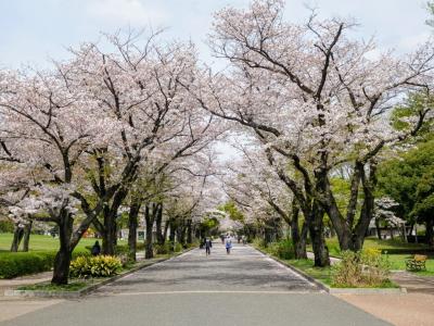 緑豊かな都心のベッドタウン - 東京・府中 - ぶらり街歩き