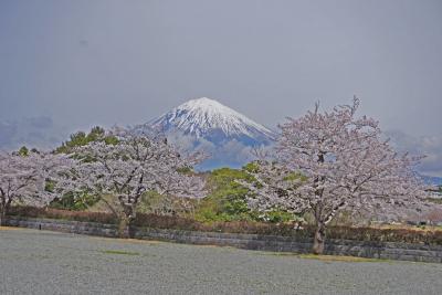 桜見物(2024.04.06・4.大石寺の桜)