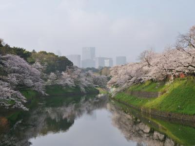 2024年桜開花状況&#9825;千鳥ヶ淵緑道②