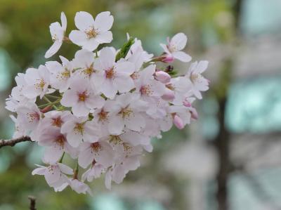 2024年桜開花状況&#9825;千鳥ヶ淵公園②＆国立劇場③