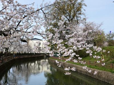 「城之内公園」のサクラ_2024_ほぼ満開、７～８分咲きでした（群馬県大泉町）