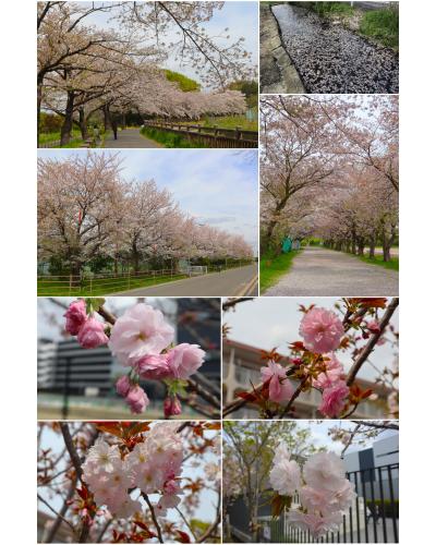 造幣局 桜の散歩道