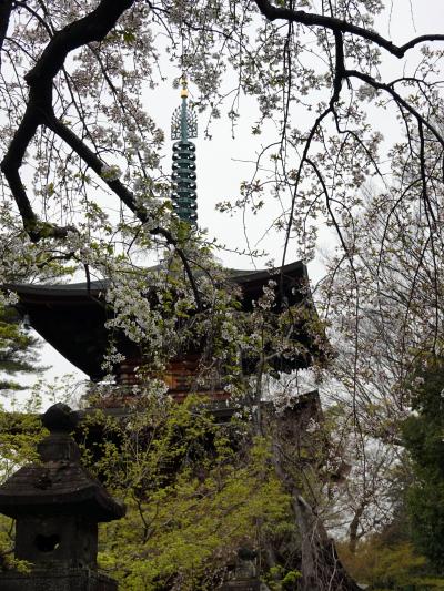 東京世田谷、松陰神社と豪徳寺の桜　2024