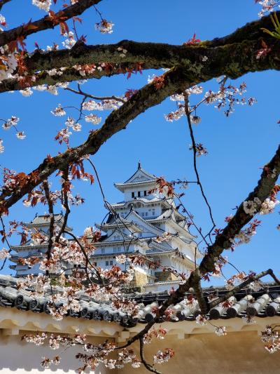 桜と白鷺城に会いに行く。　姫路城編