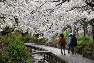渋川の桜散歩 2024 ～武蔵小杉・元住吉の桜並木～（川崎）