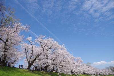背割堤の桜は満開！2024.4.7