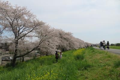 横浜から熊谷と川越で24’桜を見納める