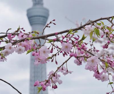 2024年桜開花状況&#9825;浅草②