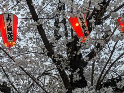 2024年　上野公園お花見　ここは本当に日本なの？！。