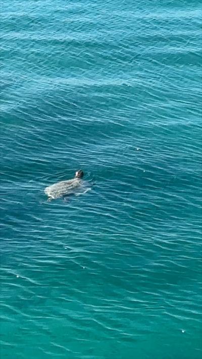 【冬の与論島観光２０２４】念願の野生のウミガメに会えた！ホテル周辺をウォーキングで観光