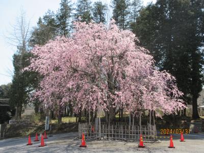 七十二候・雷乃発声（かみなりすなわちこえをはっす）：宗吾・甚兵衛そばを食べ、公津の乙姫紅枝垂れ桜を見る。