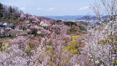 2024年4月7日～うつくしま福島の春(１)花見山～二本松のしだれ桜、信夫山、荒川桜づつみ公園の桜
