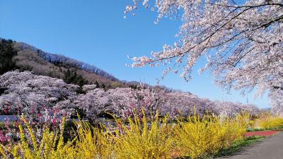 2024年4月10日満開の桜名所100選 白石川堤一目千本桜～船岡城址公園～白石城、宮城の春百花繚乱