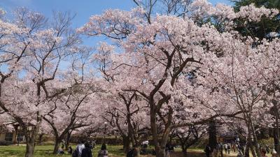 高遠桜　一筆書きの旅