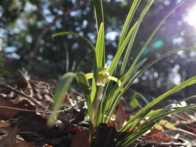 春の花2024 忘備録