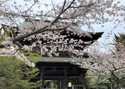 桜満開の建長寺@北鎌倉