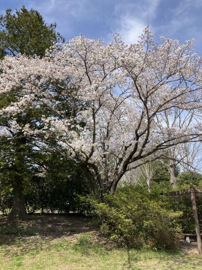 昭和記念公園　第3週目の桜は...