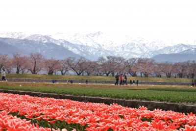 シニアの2024　富山、あさひ舟川「春の四重奏」見学と地魚の「銀八鮨」を堪能＆福井足羽川の桜並木鑑賞