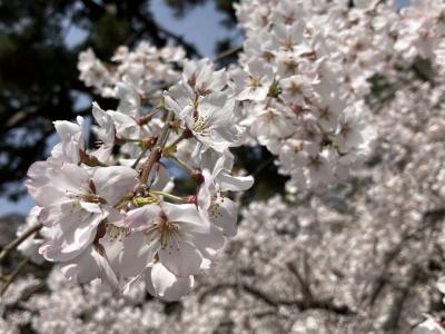 2024 陽春 京都市内で過ごす地元民の4月