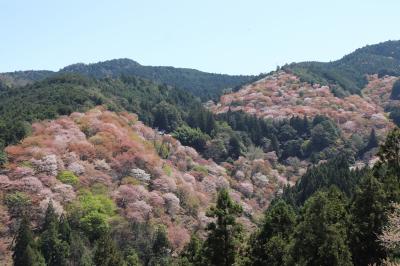 一目千本・吉野の桜は見事なり