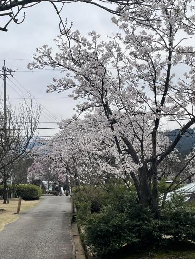 城端　桜ヶ池の桜