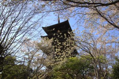 かないどでかないど御膳を頂いてから備中国分寺で散り始めた桜と五重塔のある風景を楽しむ