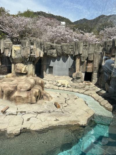 神戸・京都・奈良３日で８万５千歩【ダイジェスト①】&quot;神戸 王子動物園&quot; で、&quot;旭山動物園から越してきたホッキョクグマのゆめちゃん&quot; と再会！