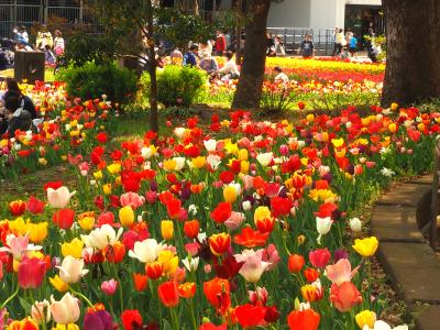 横濱公園のチューリップを愛でて、横浜ニューグランドの味を格安で楽しむ～私的横浜案内