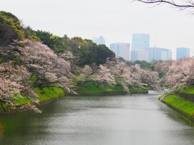 東京桜詣で2024　目黒川＆千鳥ヶ淵＆砧公園　花より団子は用賀・再来軒の幻のラーメン　ラージャー玉って何じゃ？