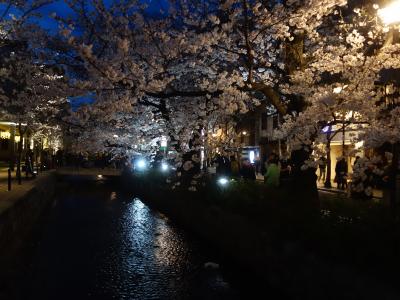 木屋町で夜桜見物。ああ，京の夜はふけていく。