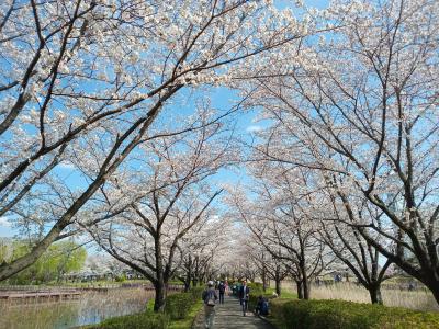 埼玉２０２４桜　【６】古代蓮の里