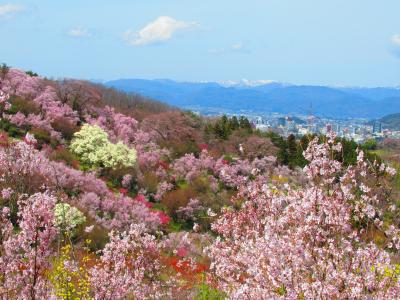 福島への旅（花見山公園でお花見～会津若松散策）①花見山公園