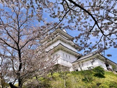 桜咲く小田原城にちょこっとお散歩【鋤骨にヒビも慣れたもの】