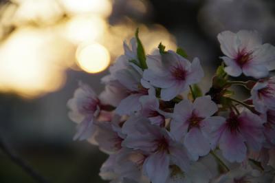 秘密の奈良の桜のトンネルも満開でした。2024.4.7