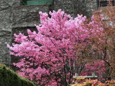 大阪万博記念公園　想定以上の黄砂が舞い、視界不良の空の下で、今年2度目の桜見物　早咲きの桜「陽光桜＆神代曙」を楽しむ。（2024）