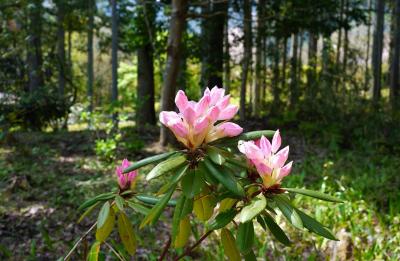 春光あふれる山野草の森