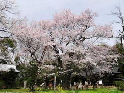 「長柄神社」のサクラ_2024_エドヒガンザクラは見頃終盤、ソメイヨシノはほぼ満開でした（邑楽町）