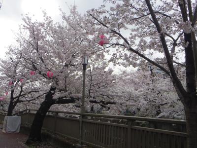 2024年春 中板橋 石神井川桜並木鑑賞記