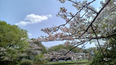 松が丘緑地の桜～我が家のminiBBQ～