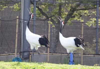 きびじつるの里で抱卵中の丹頂鶴を観てから旬感広場晴れのち晴れと農マル園芸吉備路店でショッピング