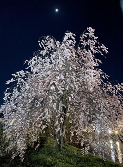 松本城「夜桜会」【2024.4.13】満開の桜と松本城と北アルプスのコラボレーション…