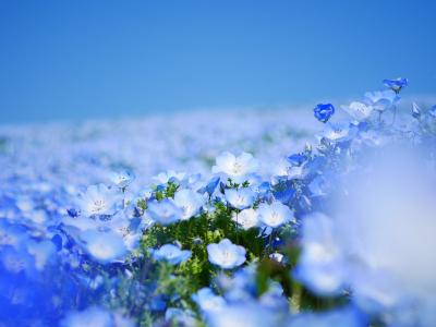 チューリップ・ネモフィラ・スイセンが見頃のひたち海浜公園ー2024.4ー