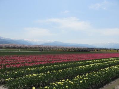 SAKURA ASAHIDAKE TOYAMA