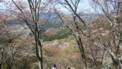 吉野の桜